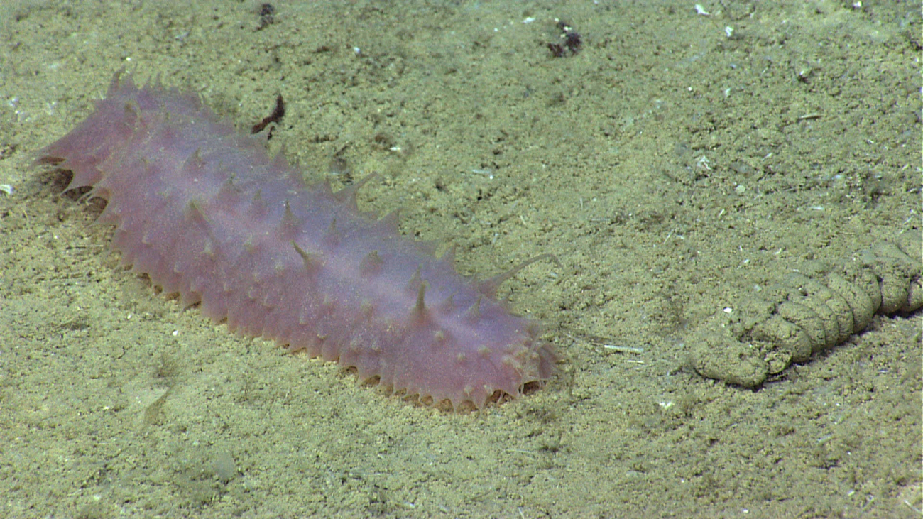 A pink spiky holothurian
