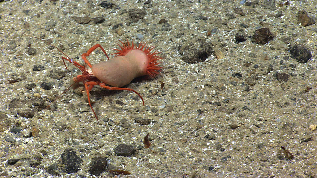Hermit crab using an anemone rather than a shell