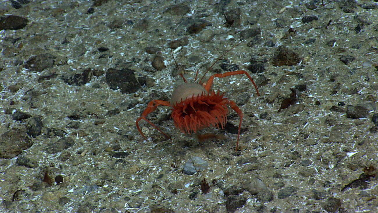 Hermit crab using an anemone rather than a shell