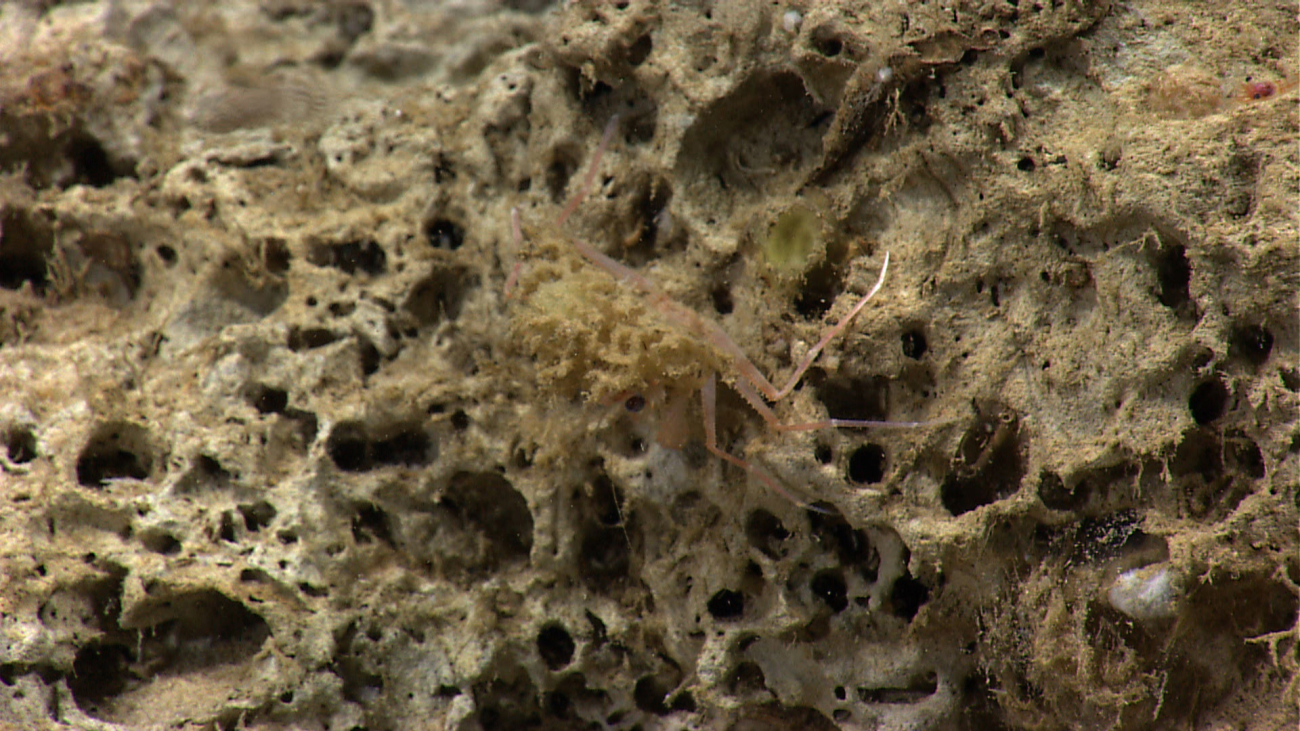 Crab with sponge growing on carapace