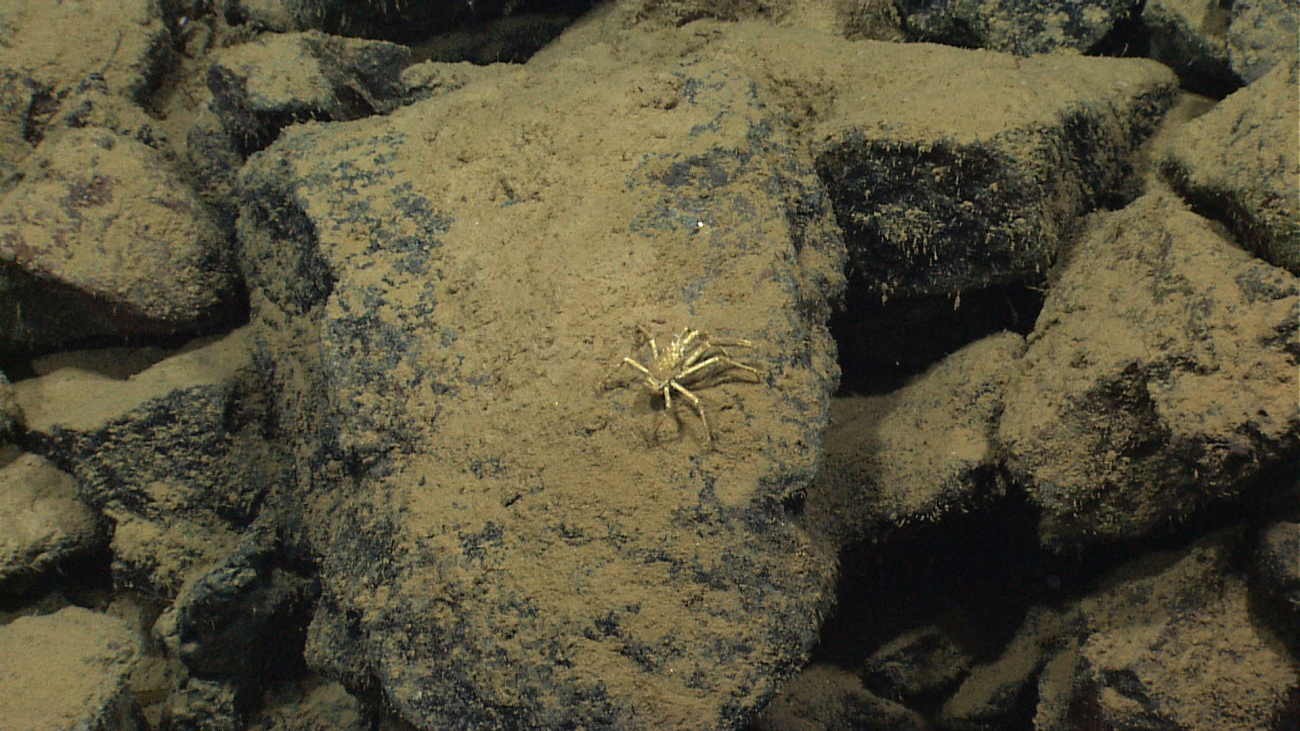 A dirty sediment-coated squat lobster on a large boulder
