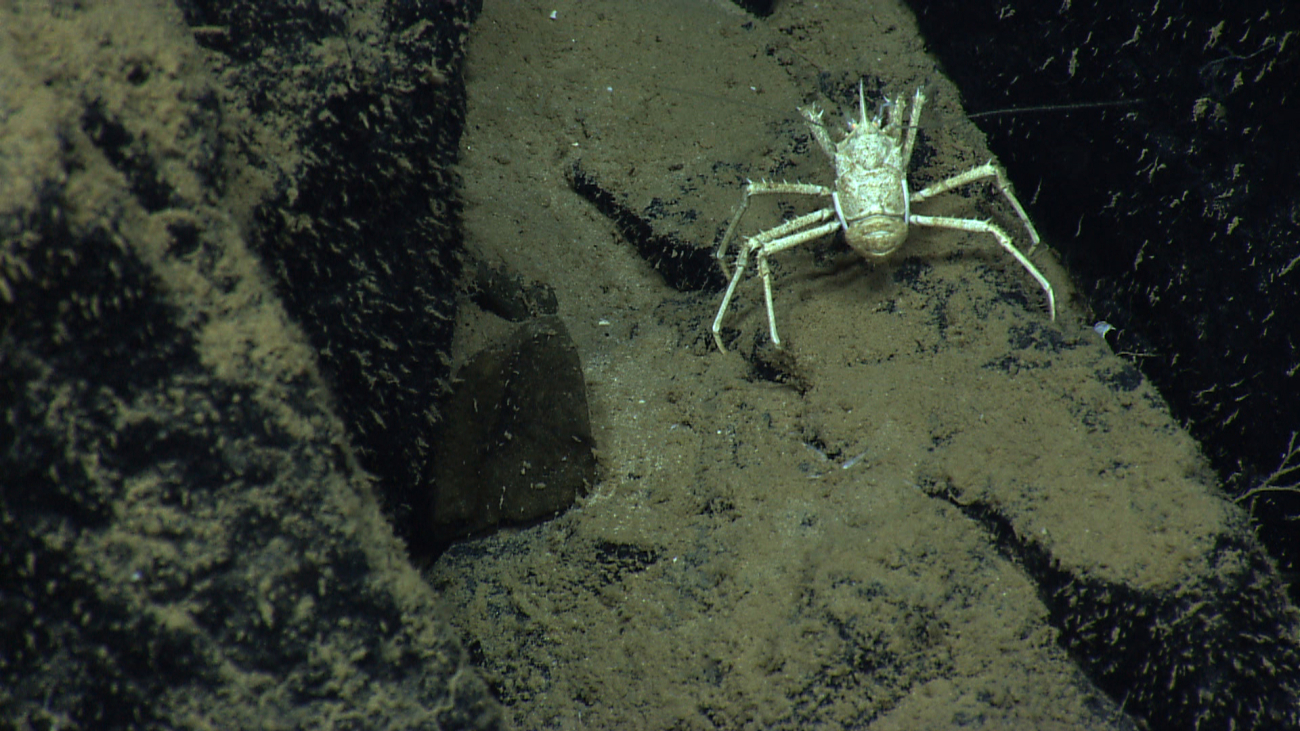 A not quite as dirty white sediment-speckled squat lobster on a thinlysediment-covered rock