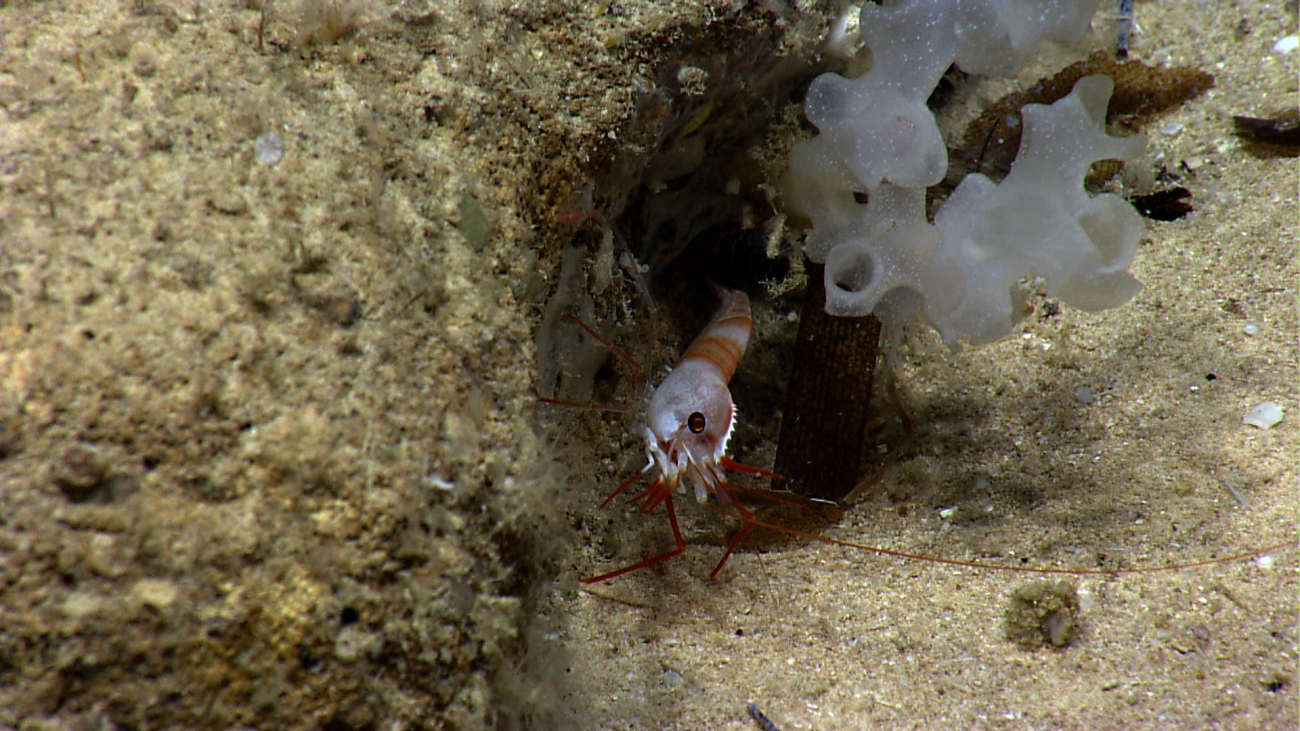 Eugonatonotus crassus shrimp between a rock and white glass sponge