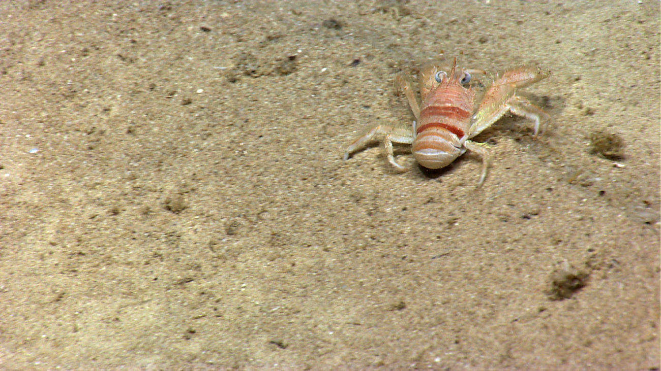 A squat squat lobster on a sediment bottom