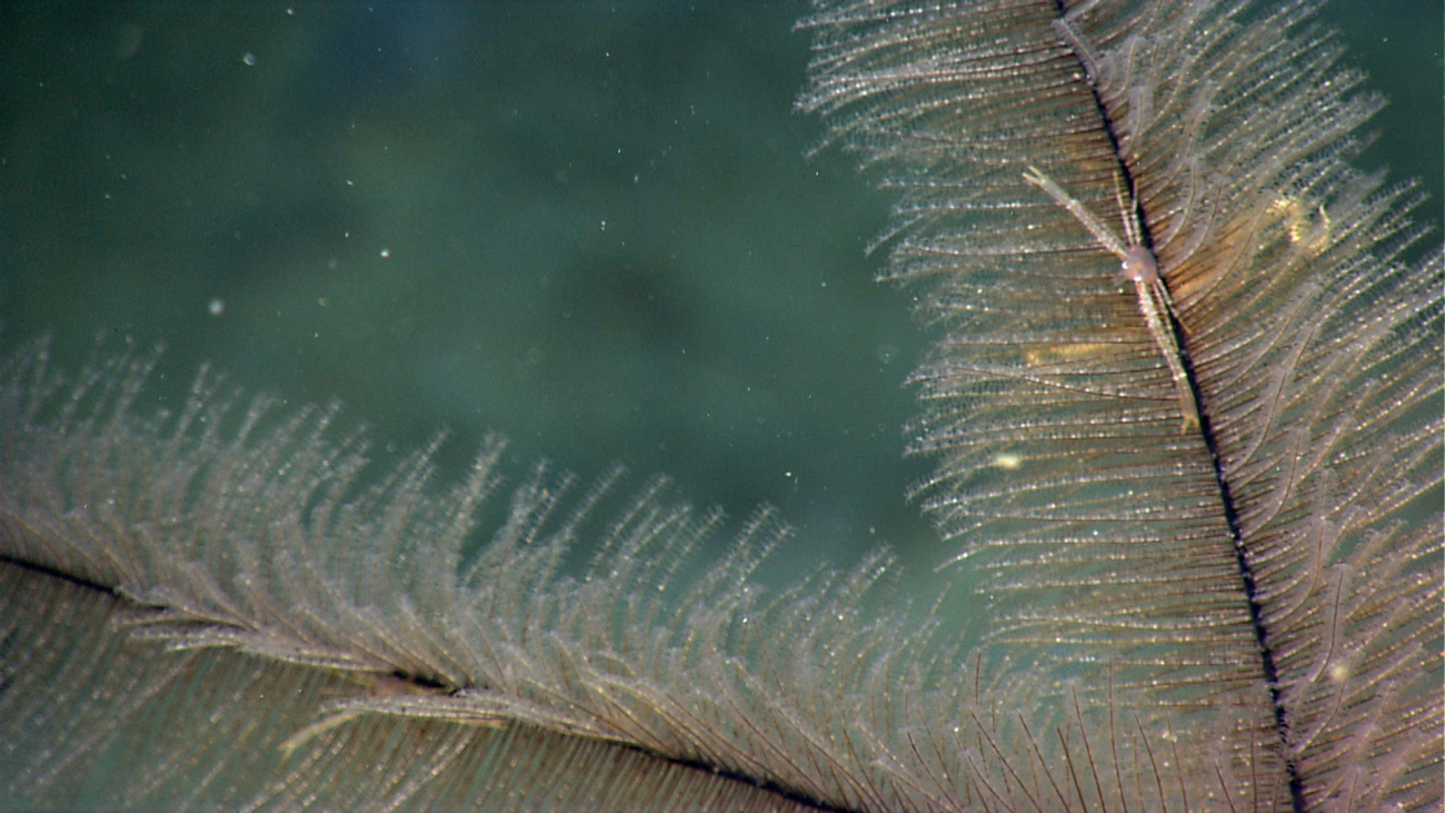 A small squat lobster blending in with its black coral bush home