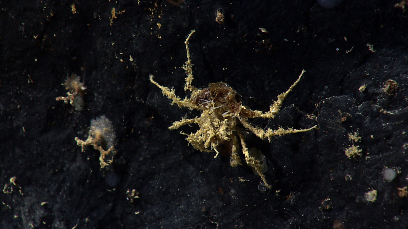 A well-camouflaged crab on a rock outcrop