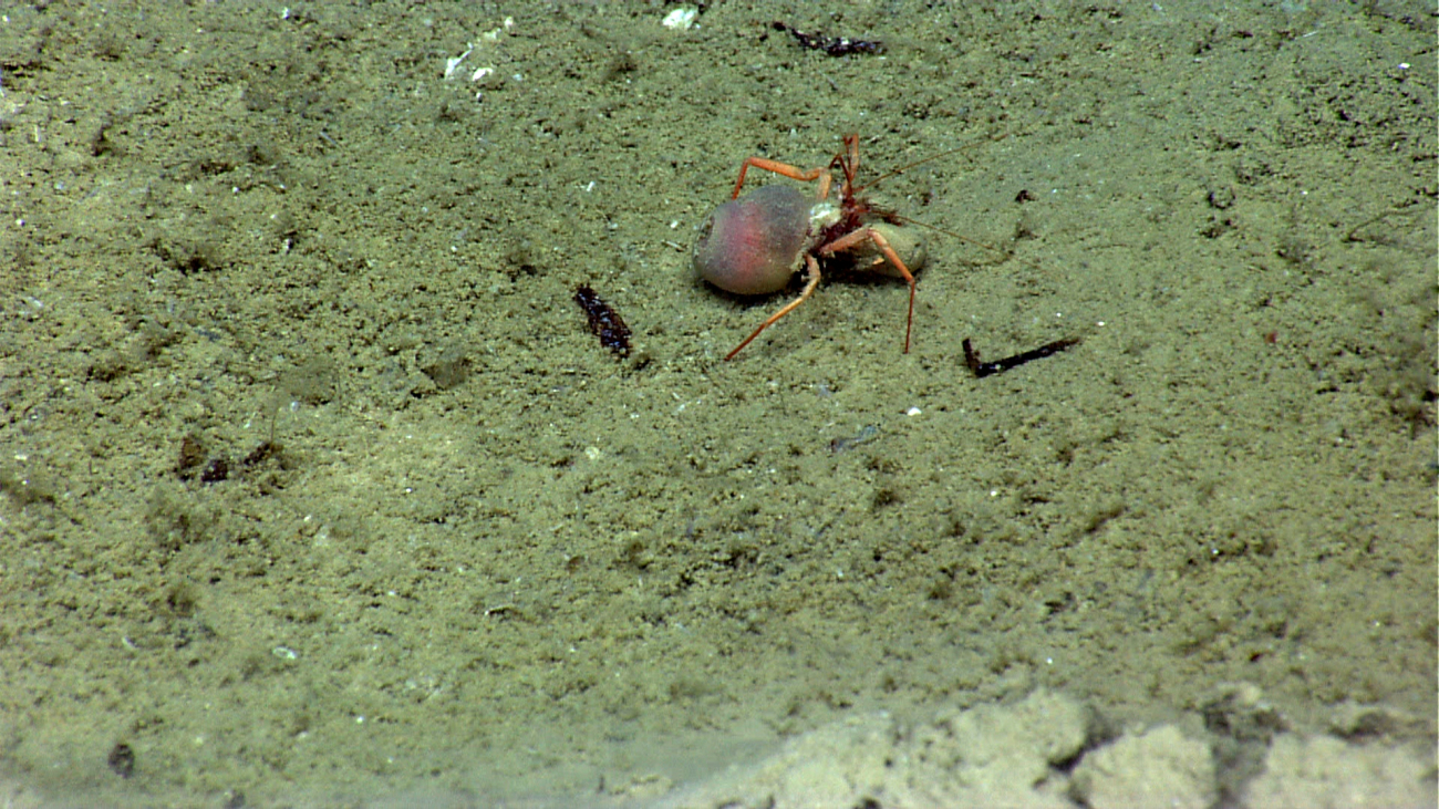 A hermit crab with an anemone on its back instead of a shell