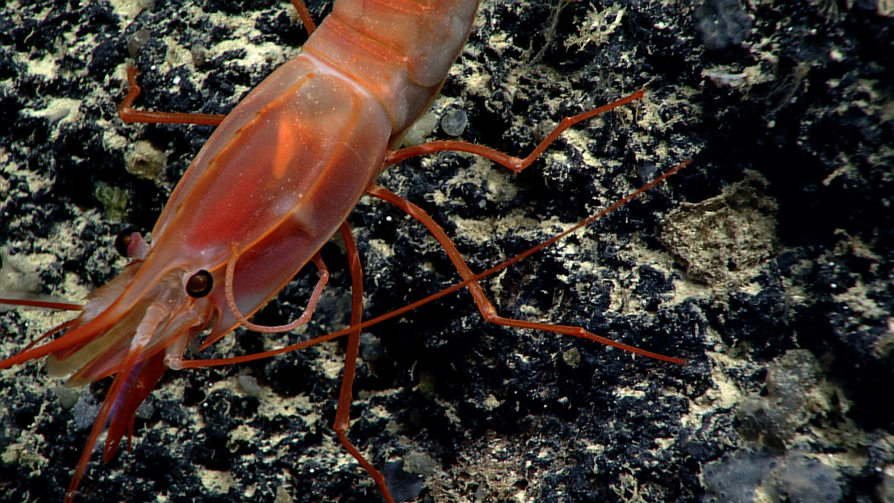 This large red shrimp was observed grooming itself