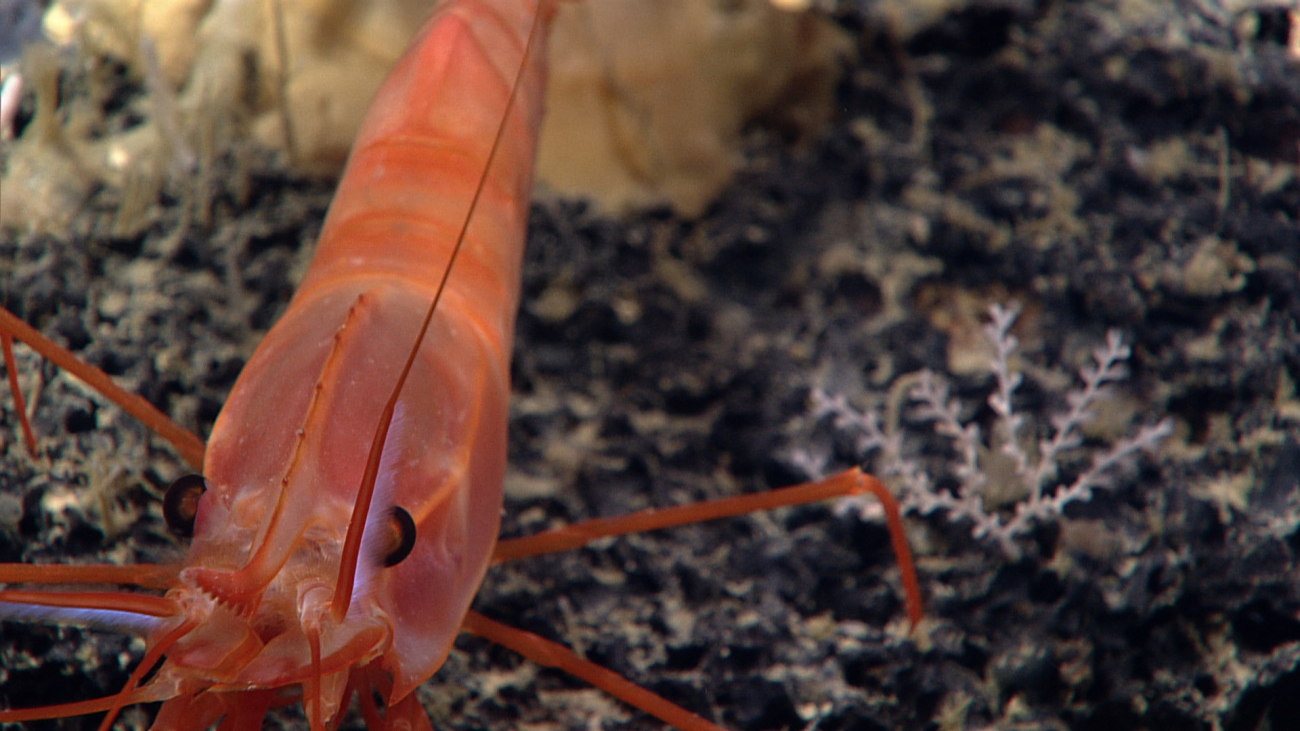 A large red shrimp close-up