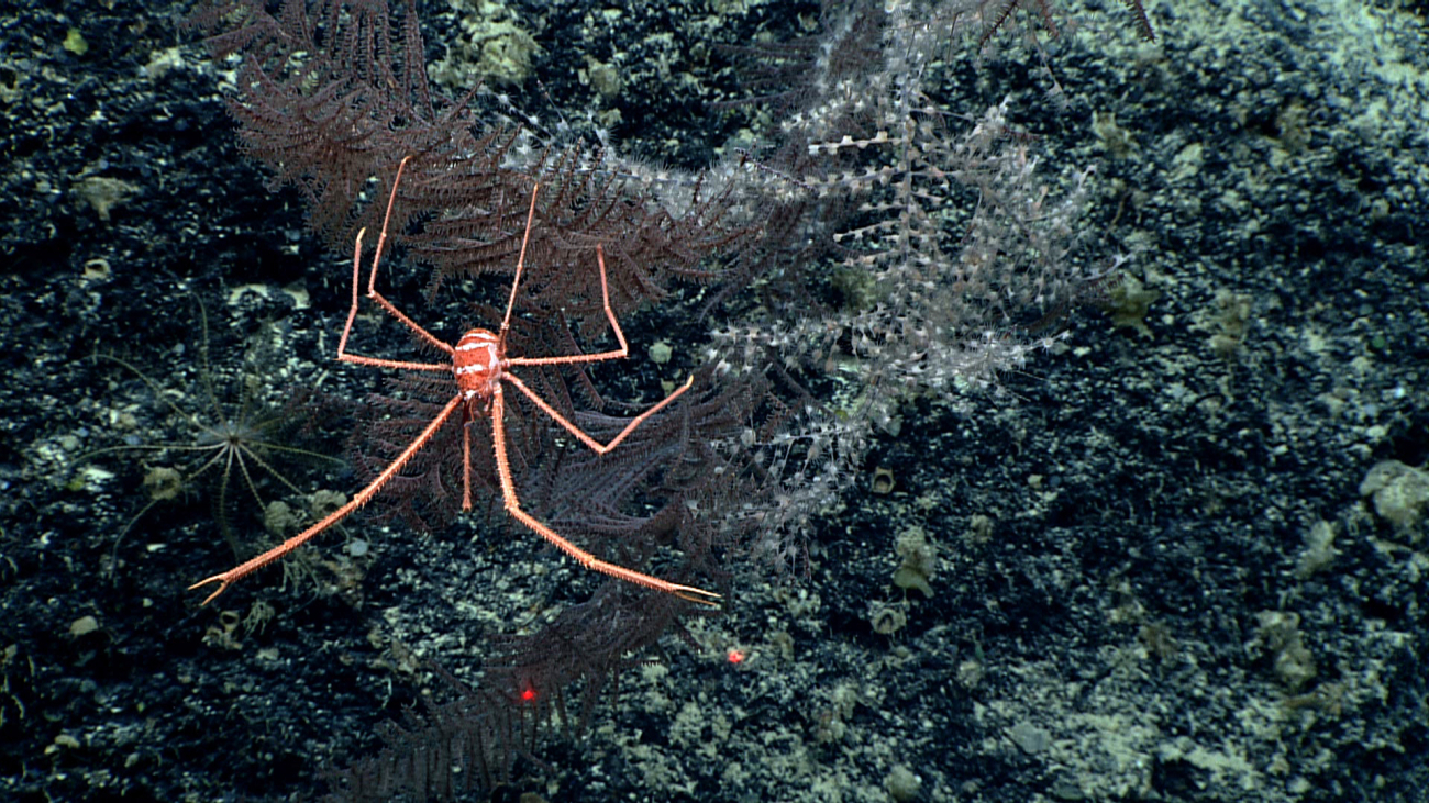 An orange and white striped squat lobster on a black coral bush