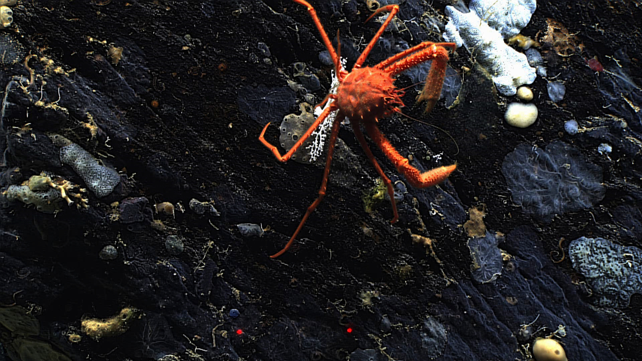 An orange squat lobster