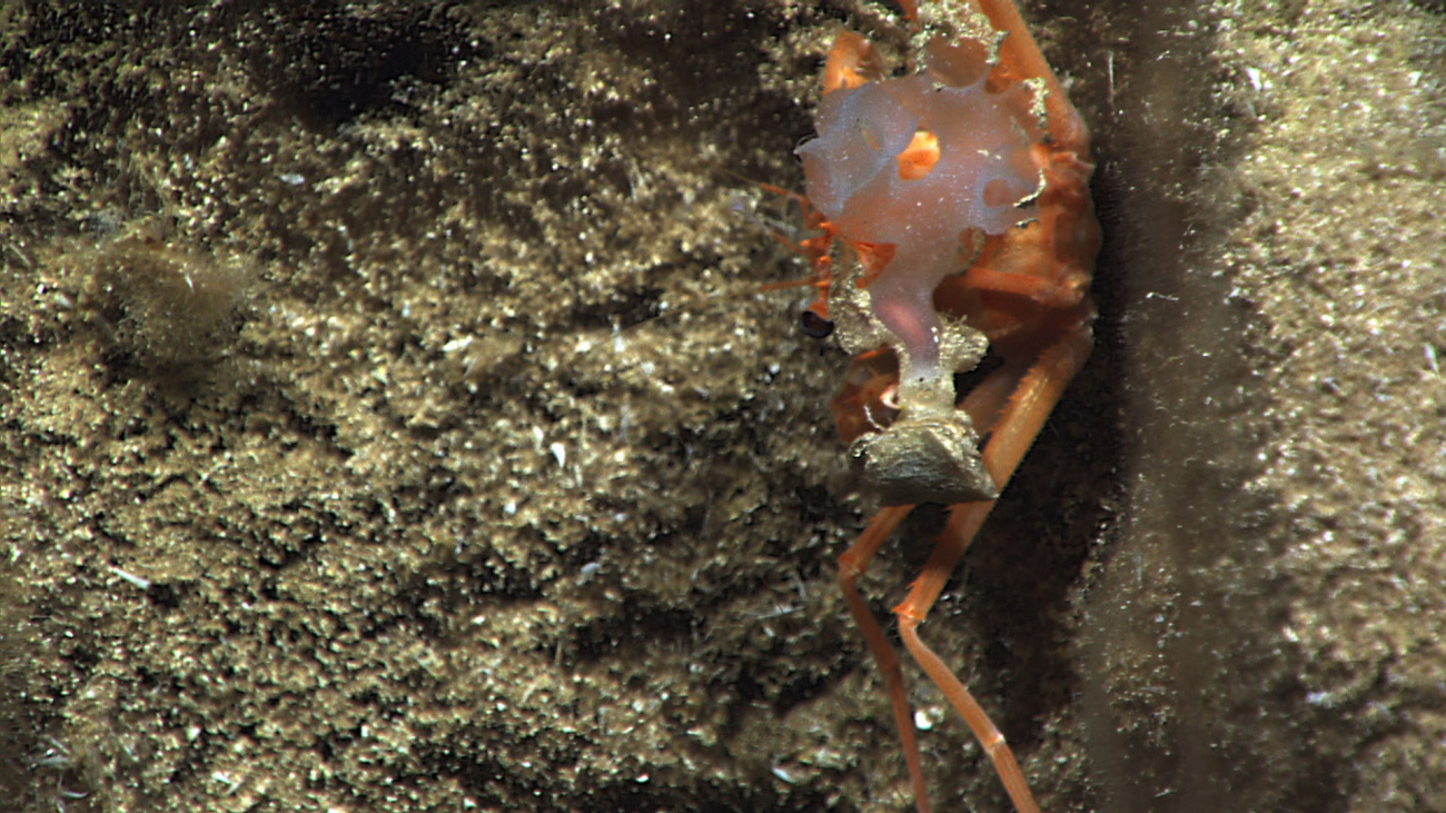An orange crab's back appears to be hosting a sponge and other biota