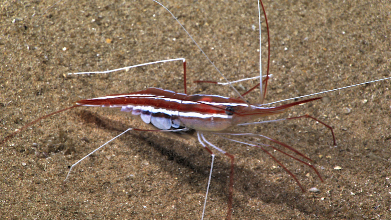 A large colorful shrimp with alternating red and white bands extending over thelength of its body