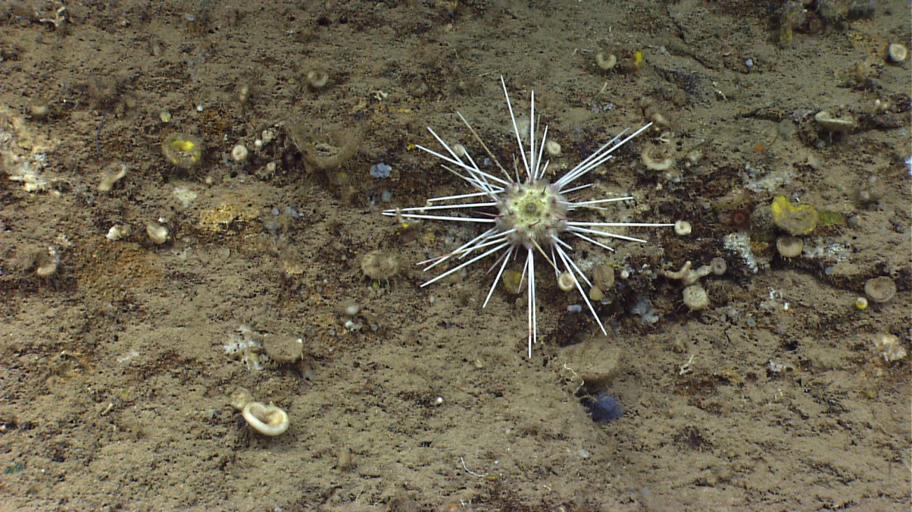 Sea urchin with long spines and a test with shades of yellowish and purple
