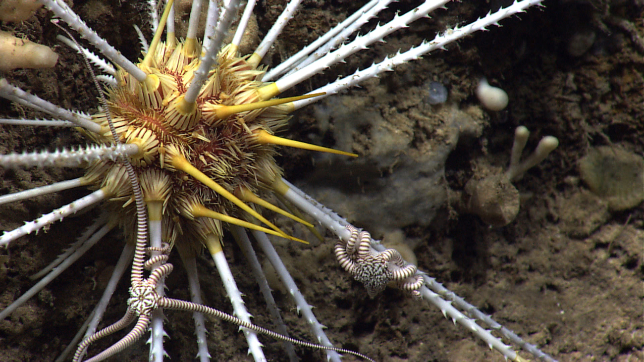 Closeup of sea urchin with very long barbed spines and central yellow test