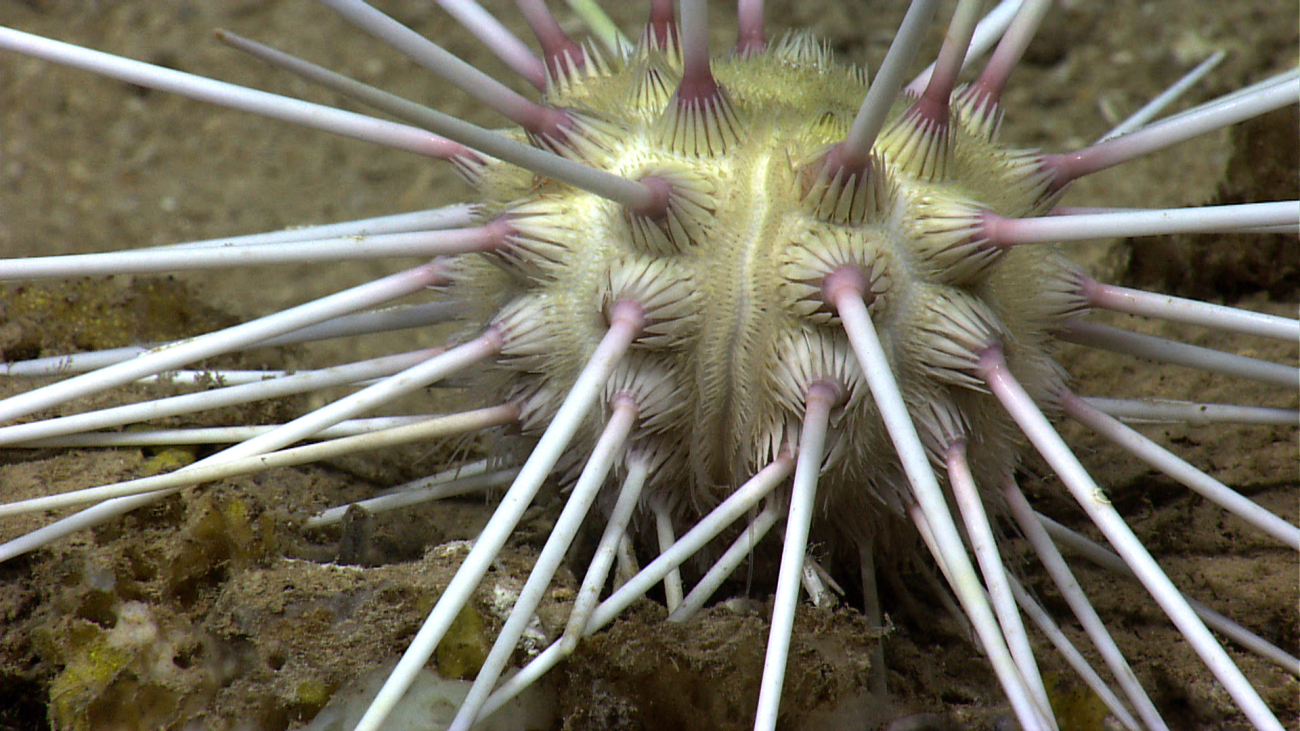 View of white sea urchin with long spines that are purple at interior end
