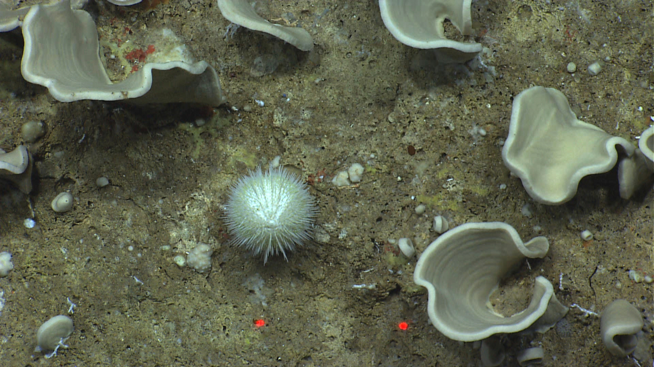 A white urchin in the midst of a grayish white sponge forest