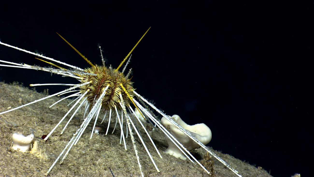 Large live urchin with what are probably hydroids colonizing its spines