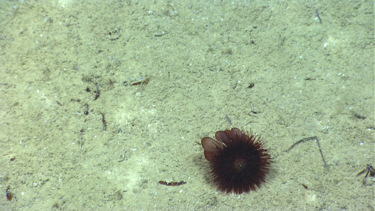 A pancake urchin with four or five paddle-like spines visible