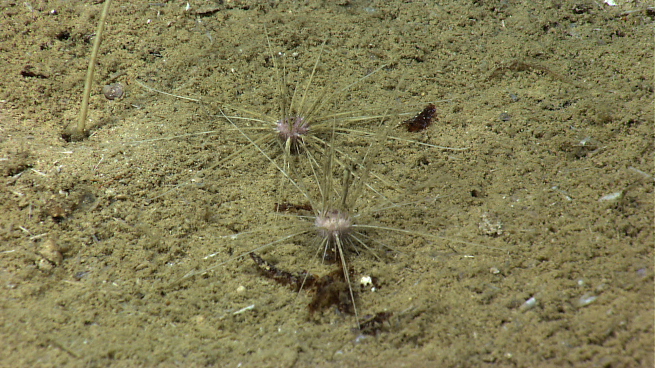 Two small test long-spined urchins of the same species in close proximity toeach other