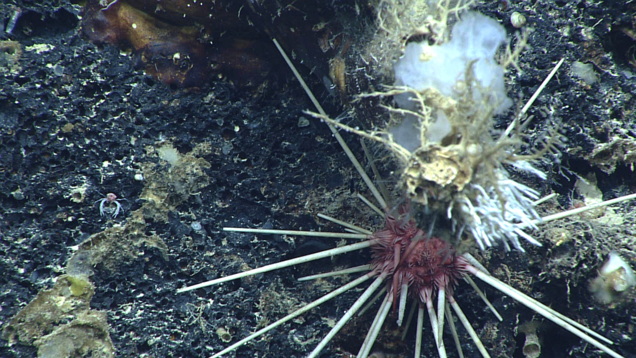 A good-sized purple urchin with long grayish white spines