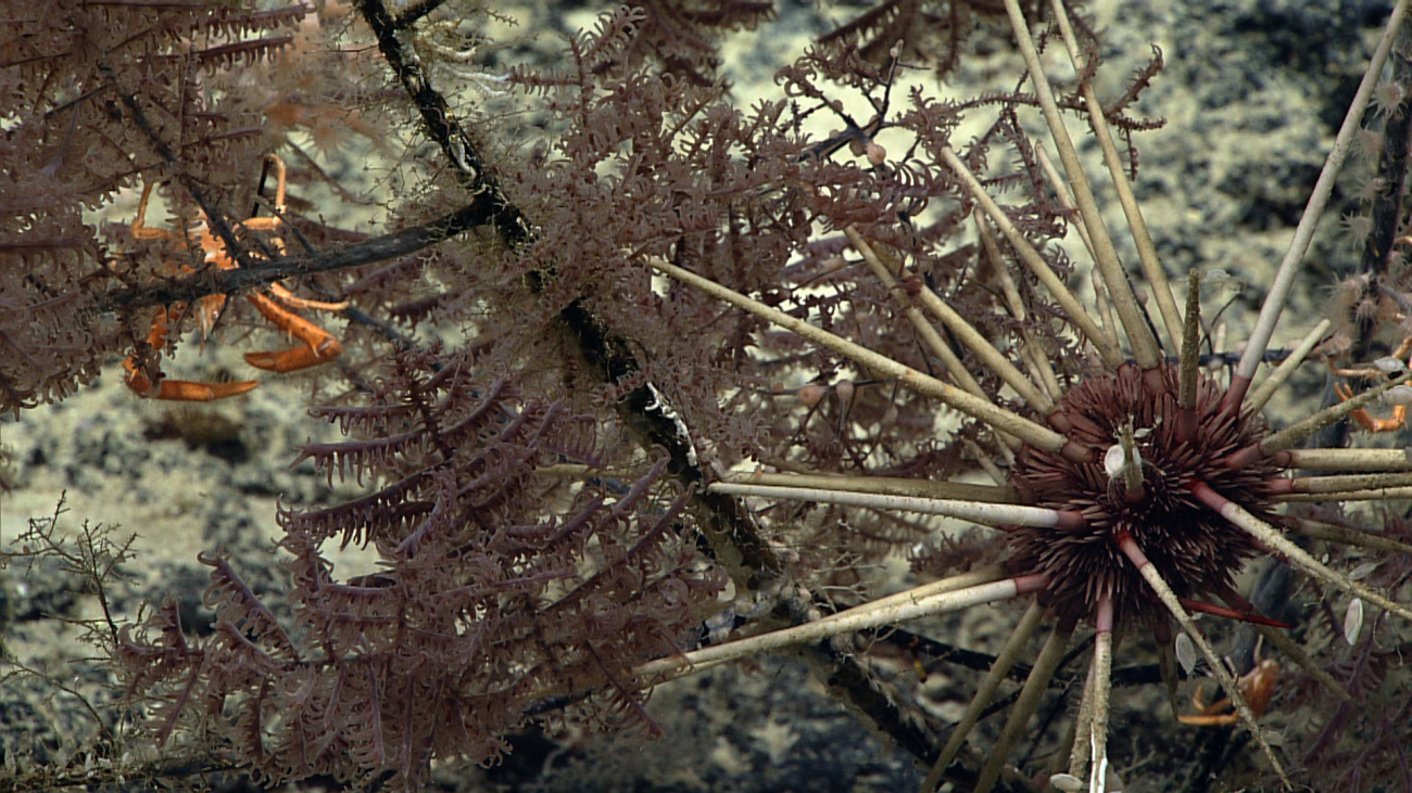A good-sized purple urchin with long grayish white spines high in a blackcoral bush