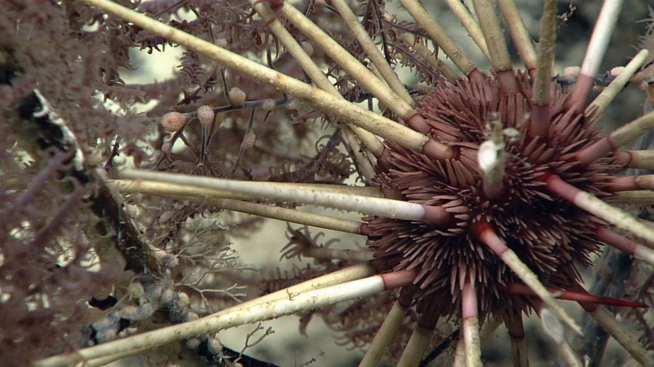 Close-up of urchin seen in image expn3686 perched in high in black coralbush