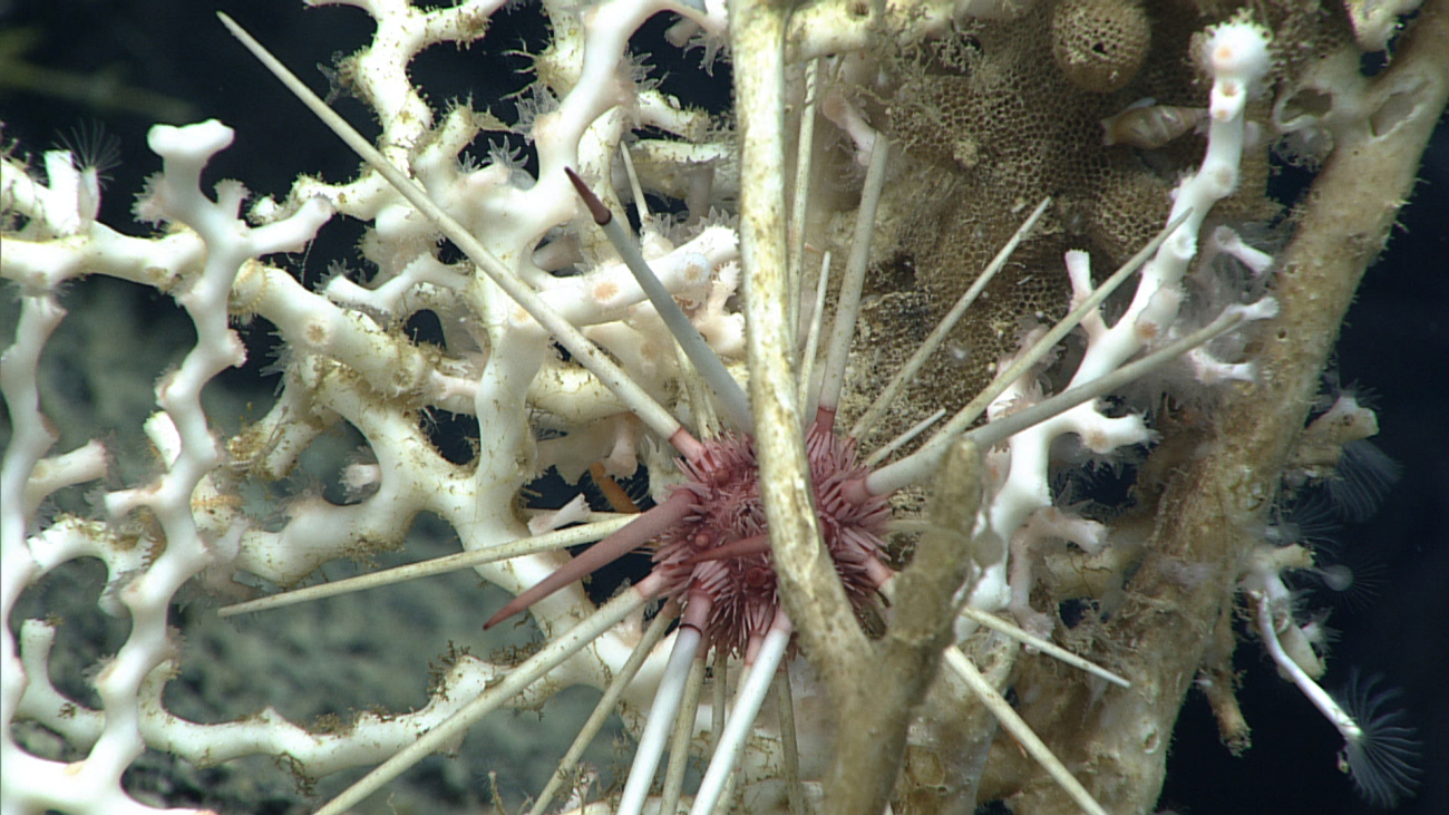 Close-up of urchin similar in appearance to expn3686 in white scleractiniancoral bush