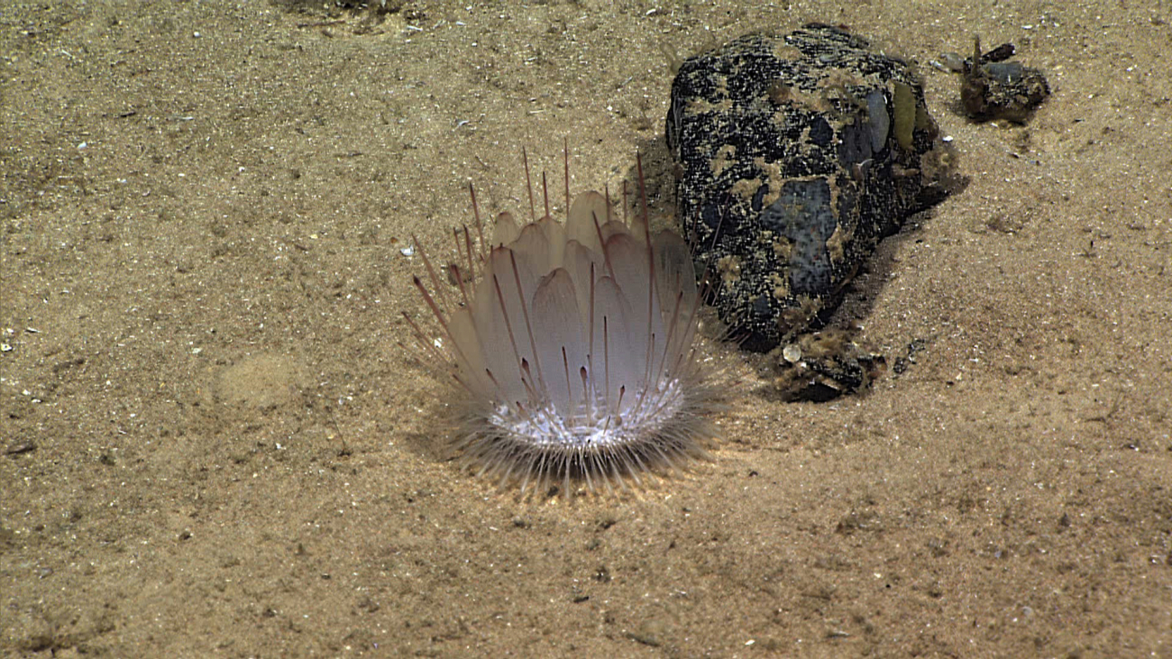 A white pancake urchin with numerous paddle-like spines