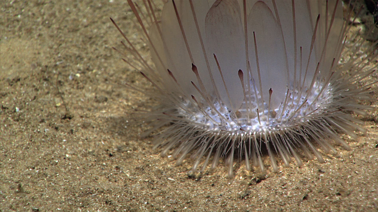 Close-up of a white pancake urchin with numerous paddle-like spines