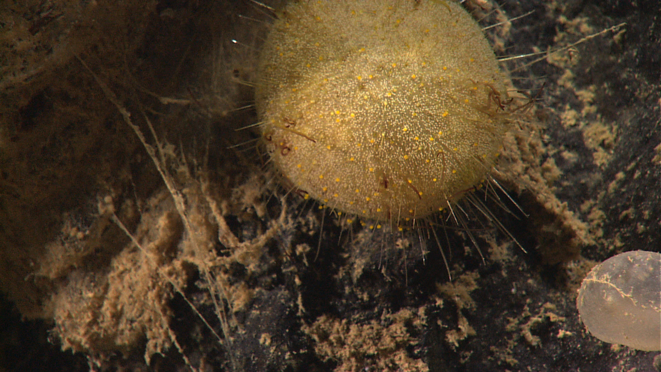 An odd appearing urchin with short spines with small yellow globules at theend of many spines