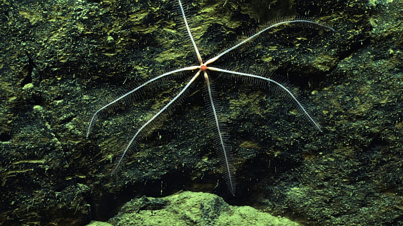 White six-armed brisingid starfish - a species of Freyastera