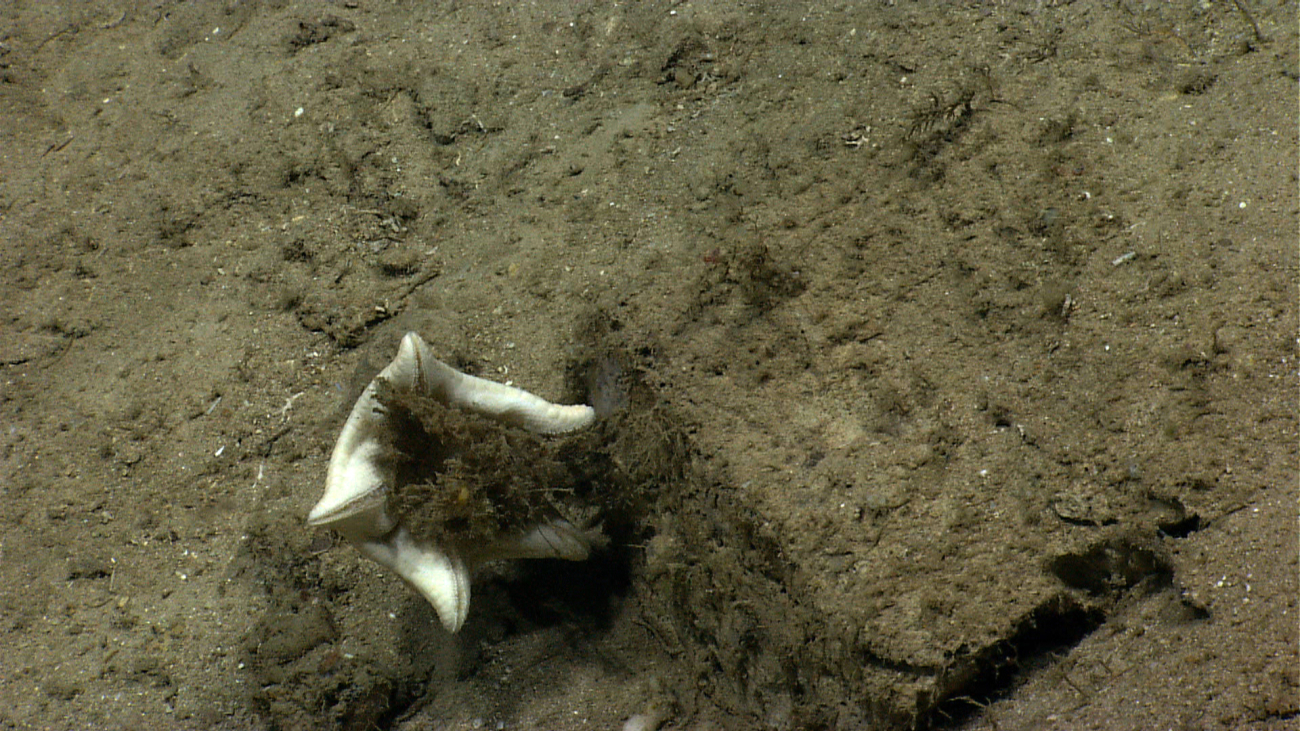 A very thick-legged robust appearing starfish - Plinthaster dentatus -preying upon a sponge, or perhaps hydroids