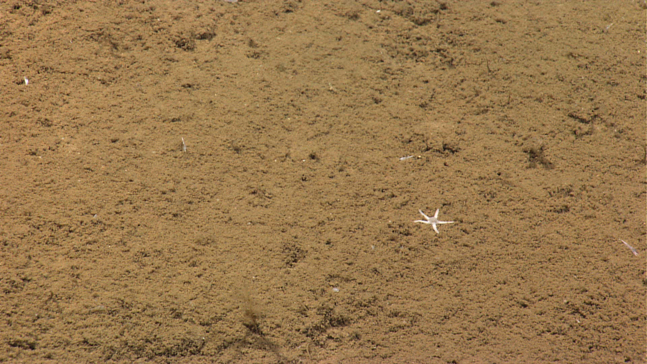 A small white starfish with a relatively large central disk