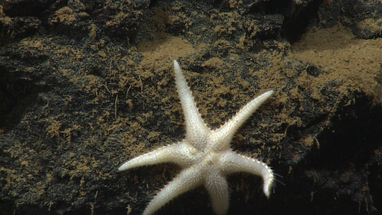 This six-legged sea star, Laetmaster spectabilis, has not been recorded sinceit was initially described 130 years ago