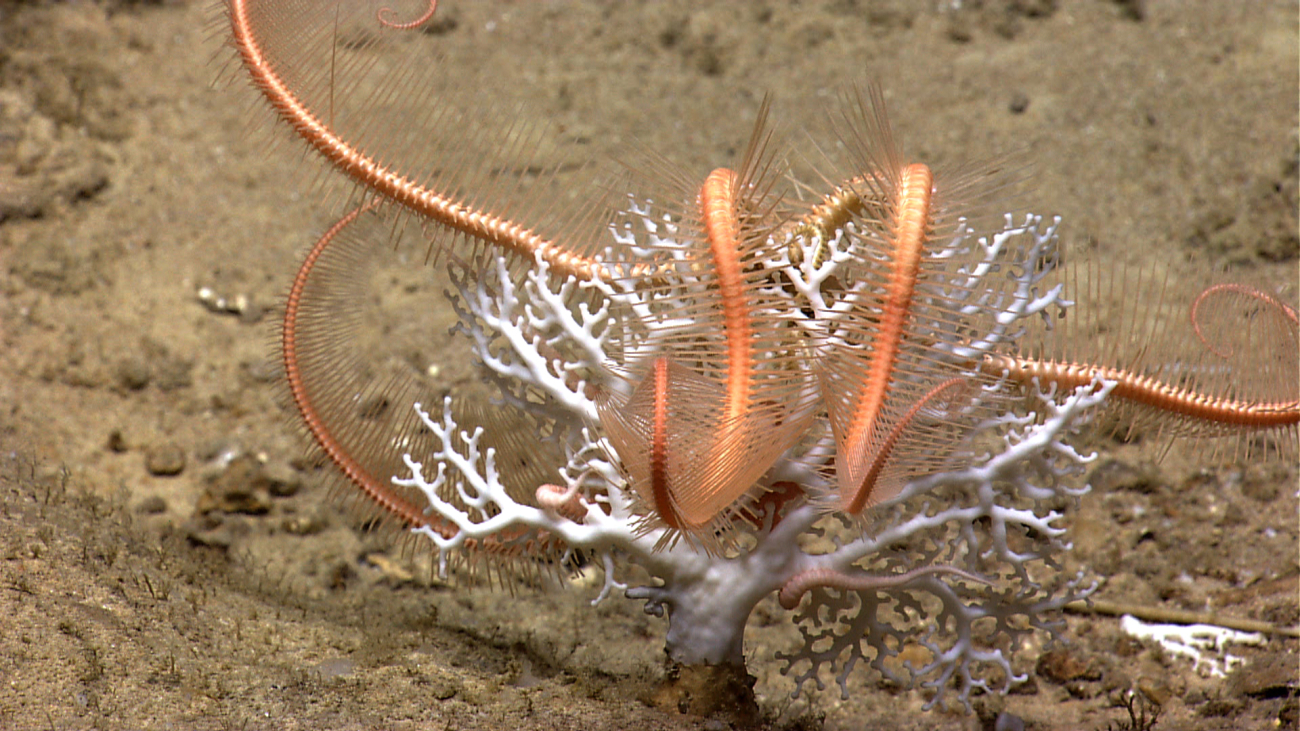 Large orange brittle star wrapped up in small white stylaster coral