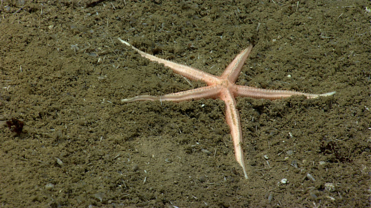 A pinkish white starfish with relatively slender legs