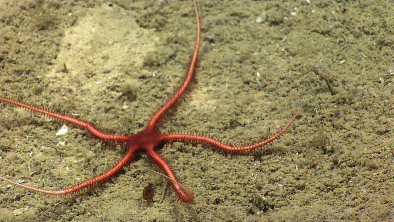 A red brittle star with a relatively large pentagonal central disk