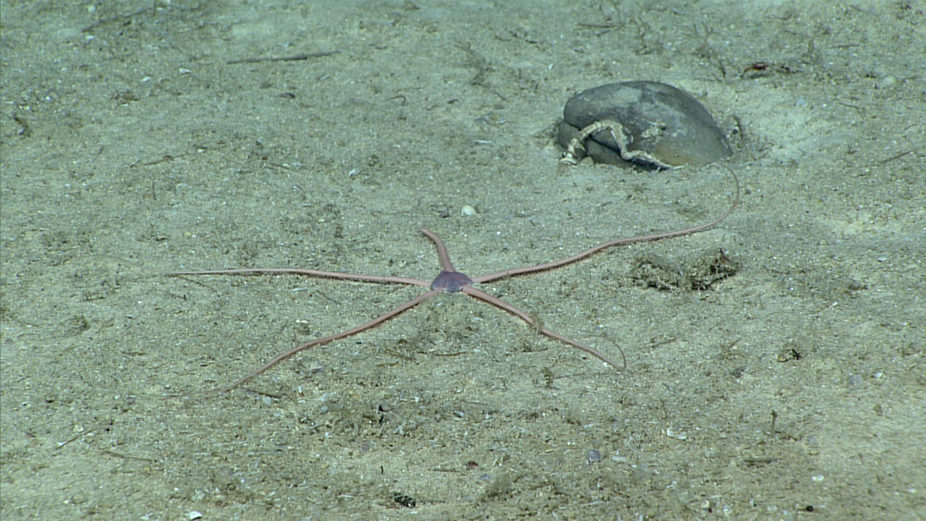A large pinkish brittle star with arms extended on the seafloor