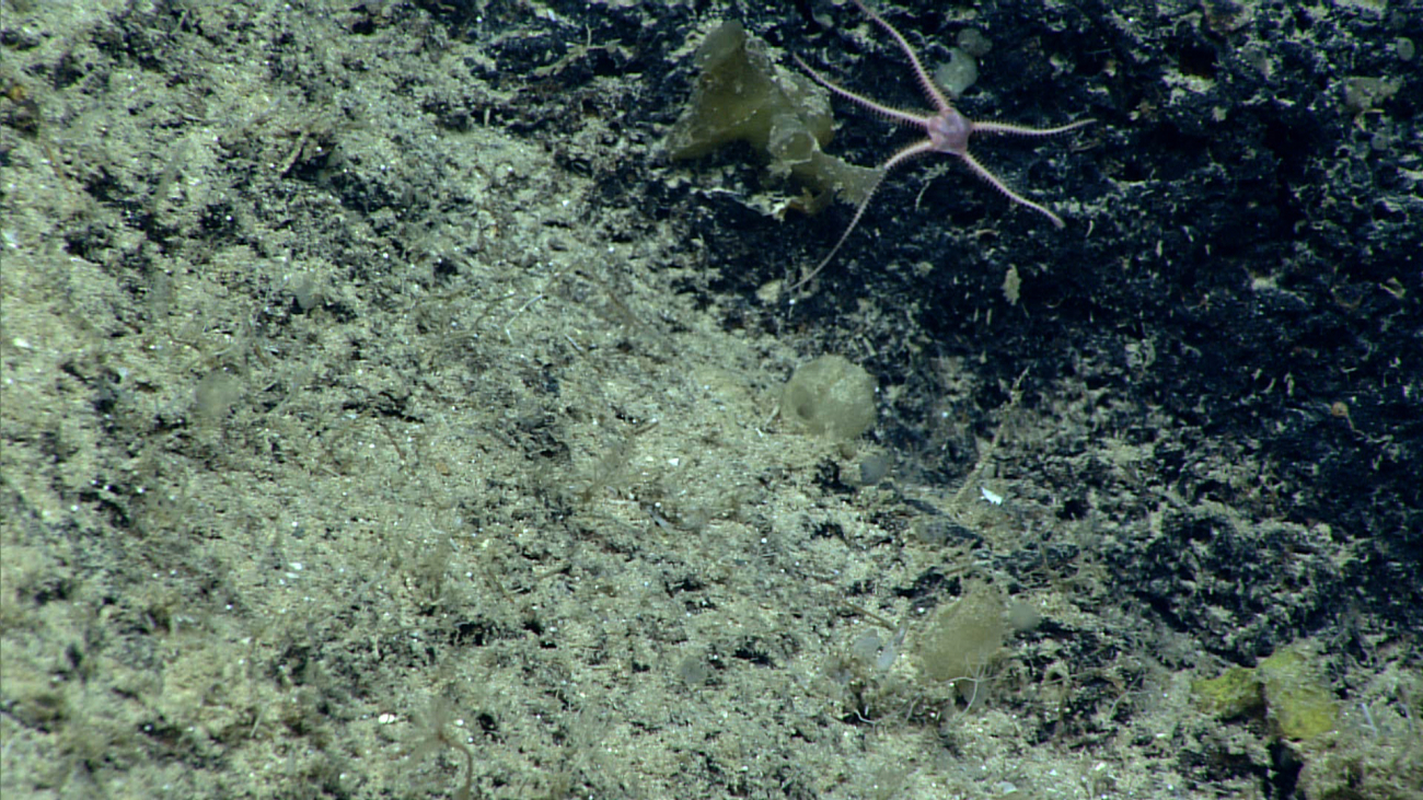 A pinkish brittle star next to a tunicate?