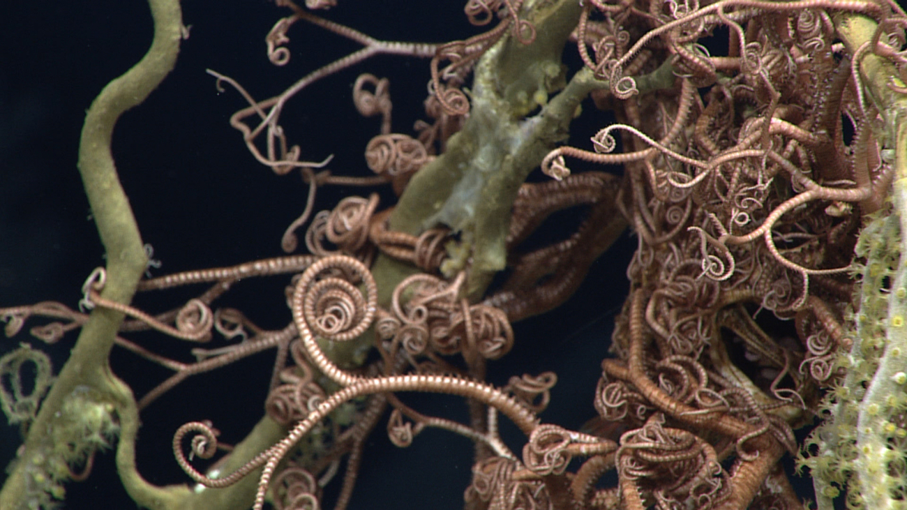 Closeup of the uncountable appendages of a basket star