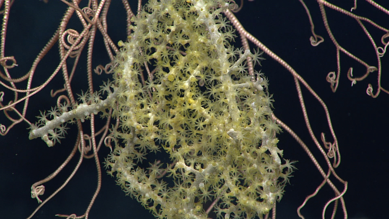 Small yellow octocorals with basket star