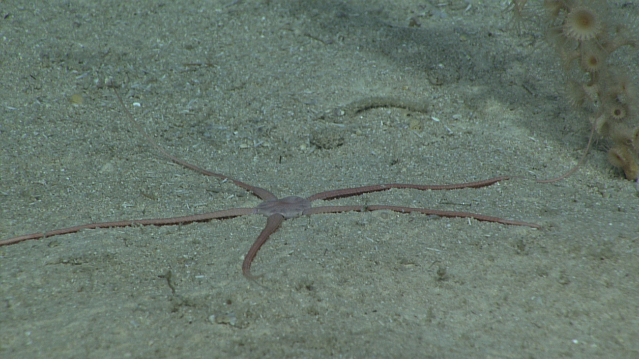 Oblique view of a large pink brittle star