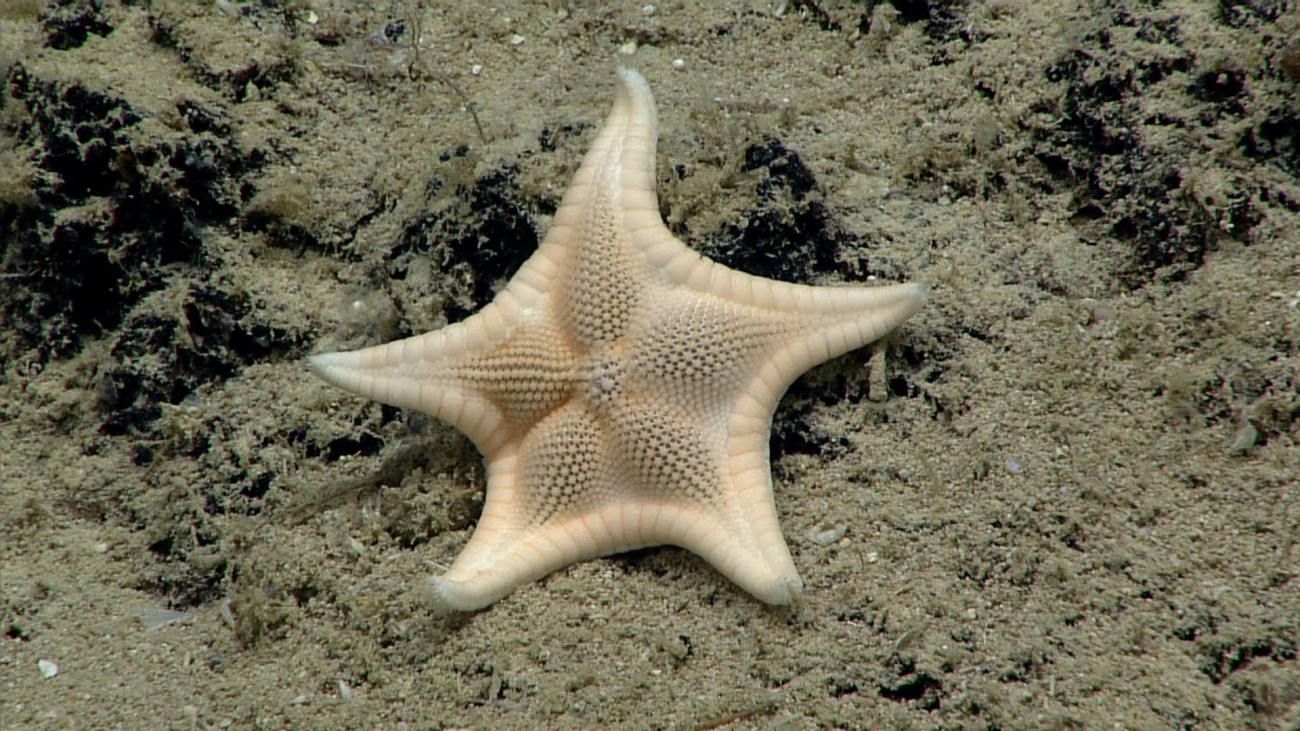 A whitish brown biscuit star that seems somewhat inflated