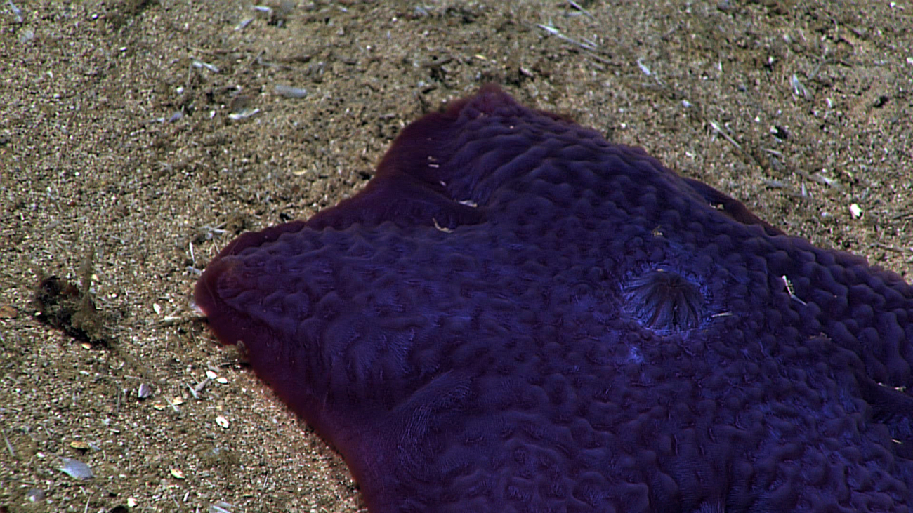 A purple slime star with a strange texture and very large osculum
