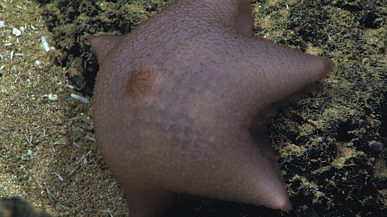 A fat pinkish slime star with a large osculum
