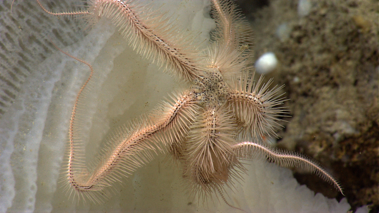 Peach-colored brittle star with black speckles on central disk and running downarms