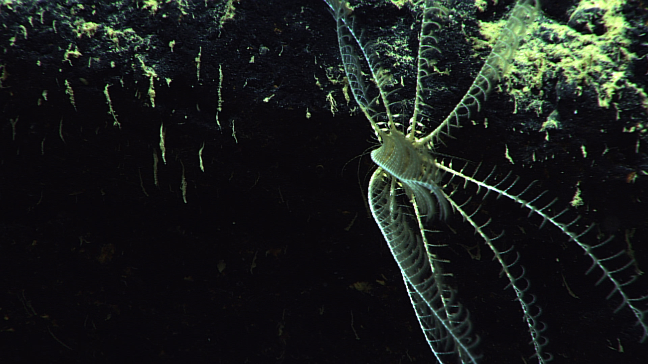 A white feather star crinoid on a black rock face