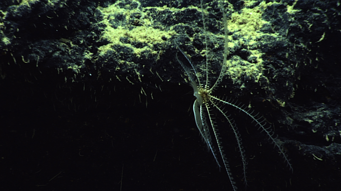 A white feather star crinoid on a black rock face