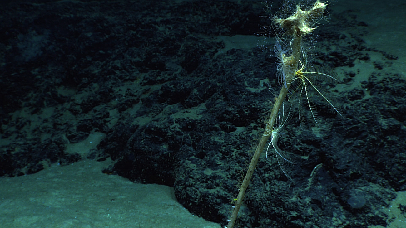 White and yellow feather star crinoids, a white anemone, and other biotaadorn a dead coralstalk